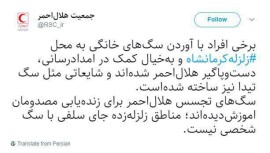 هلال احمر معترض به سلفی با سگ های شخصی در مناطق زلزله 